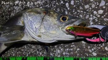 ���������������Х�