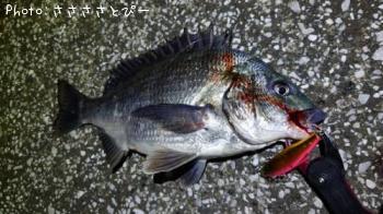 ���������������Х�