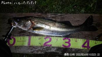 �����Х������ӥ졩