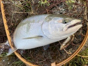 ¥µ¥¯¥é¥Þ¥¹