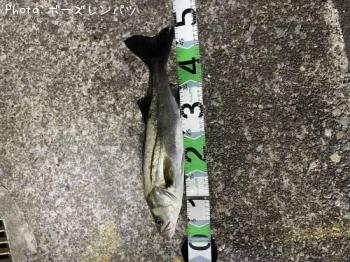 ¥·¡¼¥Ð¥¹¡¡