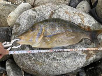 ¥Õ¥¨¥Õ¥¥À¥¤