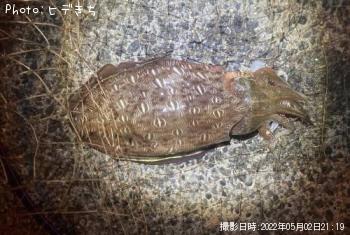 ��󥴥�����