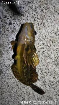 ���ʥϥ���