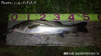 �����Х�����������