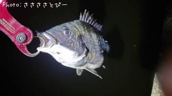 ¥¯¥í¥À¥¤