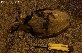 ¥â¥ó¥´¥¦¥¤¥«