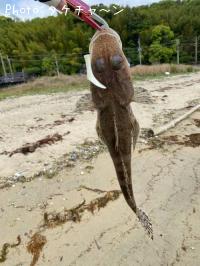 ���ͥ���