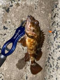 �����Υ���Х롩��������