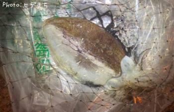 ¥â¥ó¥´¥¦¥¤¥«