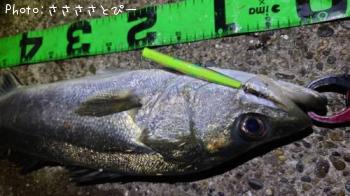 �����Х�����������