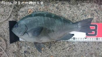 ¸ýÂÀ¥á¥¸¥Ê