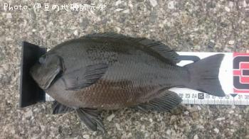 ¸ýÂÀ¥á¥¸¥Ê