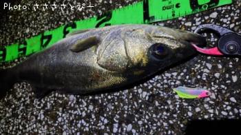 ���������������Х�