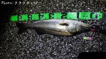 ���������������Х�