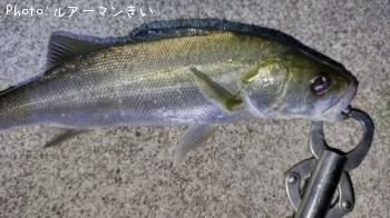 �����Х�