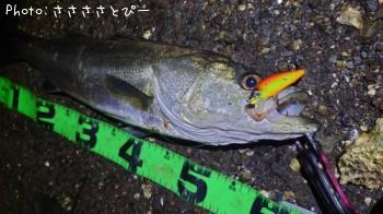 �����Х�