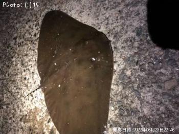 ¥Ä¥Ð¥¯¥í¥¨¥¤