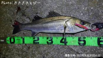 �����Х�����������