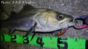 �����Х�����������