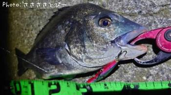 �����Х�����������