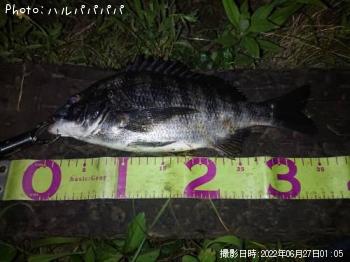 ���������������Х�