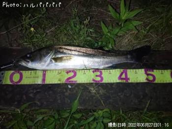 ���������������Х�