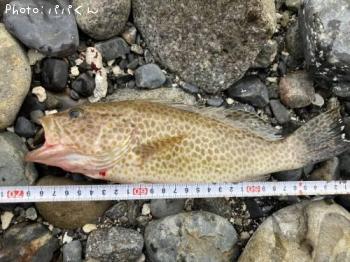 ¥ª¥ª¥â¥ó¥Ï¥¿