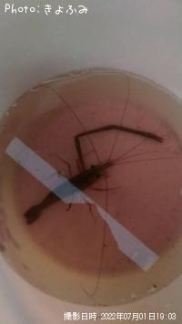 �ƥʥ�����