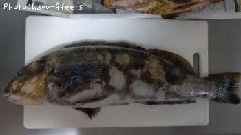 �����ʥ�