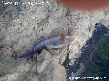 �����ʥ�