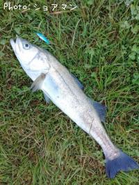 �����Х�