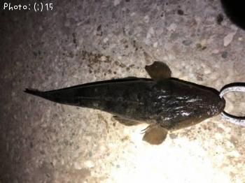 ¥¥Ó¥ì¡¢¥Þ¥´¥Á