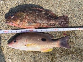 ¥¯¥í¥Û¥·¥Õ¥¨¥À¥¤