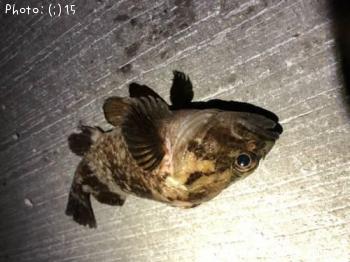 ��Х롢���������������������᥸��