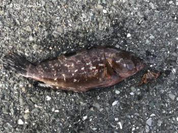 �����ϥ�