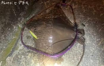 ¥Ê¥ë¥È¥Ó¥¨¥¤