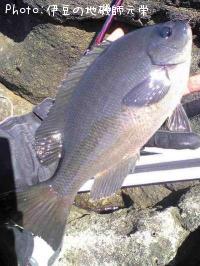 ¸ýÂÀ¥á¥¸¥Ê