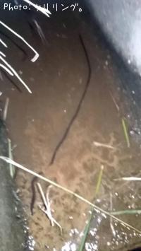 �ϥå��ߥߥ�