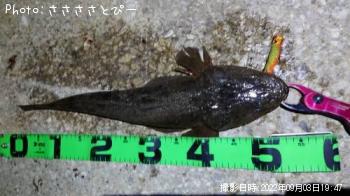 マゴチ