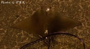 �ʥ�ȥӥ���