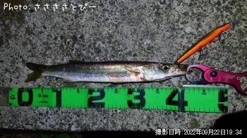 ¥«¥Þ¥¹Âç¡õ¥·¡¼¥Ð¥¹