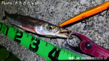 ¥«¥Þ¥¹Âç¡õ¥·¡¼¥Ð¥¹