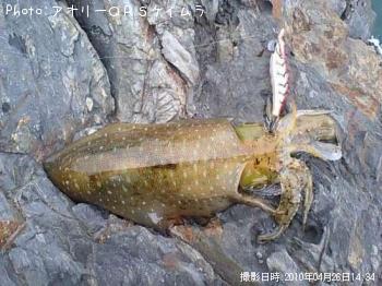 ¥¢¥ª¥ê¥¤¥«