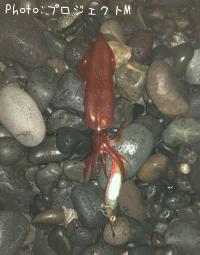 ����ɥ�����