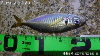 ¥¢¥¸¡õ¥·¡¼¥Ð¥¹