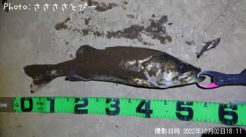 ¥¢¥¸¡õ¥·¡¼¥Ð¥¹