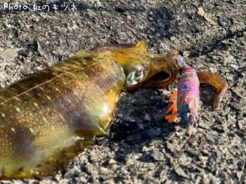 �����ꥤ��