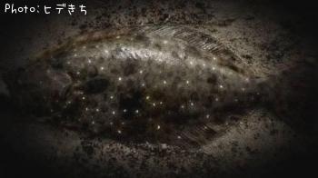 ¥Ò¥é¥á