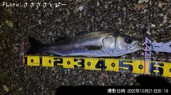 �����Х�������